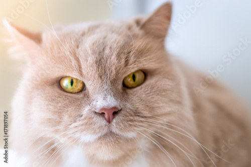 portrait of a cat close up of peach color
