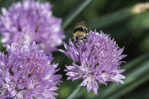 Bumblebee on Onion Chives Flowers