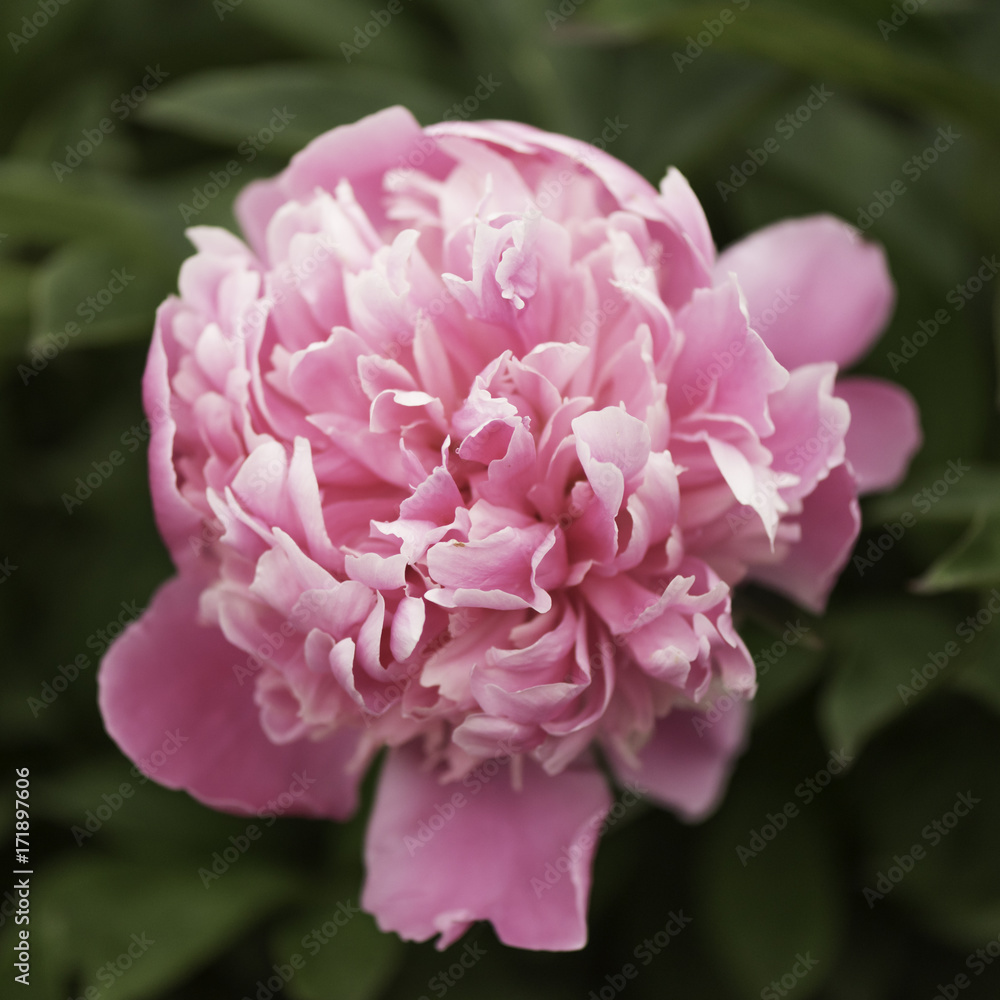 Peony Pink Flower