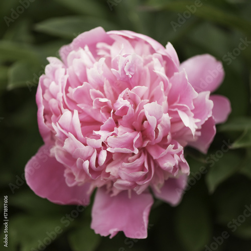 Fototapeta Naklejka Na Ścianę i Meble -  Peony Pink Flower