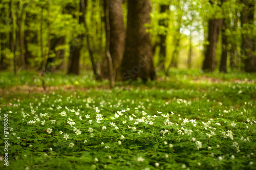 Anemone nemorosa flower in the forest in the sunny day. Wood anemone, windflower, thimbleweed. Fabulous green forest with blue and white flowers. Beautiful summer forest landscape.