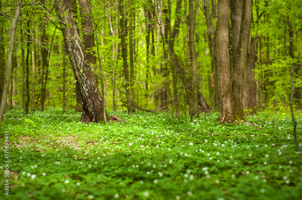 Anemone nemorosa flower in the forest in the sunny day. Wood anemone, windflower, thimbleweed. Fabulous green forest with blue and white flowers. Beautiful summer forest landscape. Anemone nemorosa flower in the forest in the sunny day. Wood anemone, windflower, thimbleweed. Fabulous green forest with blue and white flowers. Beautiful summer forest landscape.
