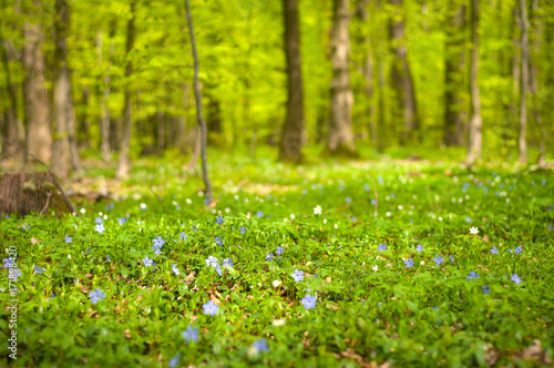 Periwinkle flower in the forest in the sunny day. Vinca minor, lesser periwinkle or dwarf periwinkle. Fabulous green forest with blue and white flowers. Beautiful summer forest landscape.