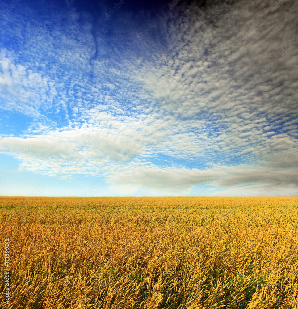 Obraz premium wheat field at the sunset