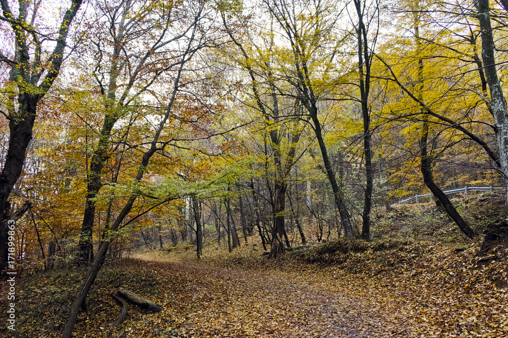 Fototapeta premium Autumn Landscape with yellow trees, Vitosha Mountain, Sofia City Region, Bulgaria