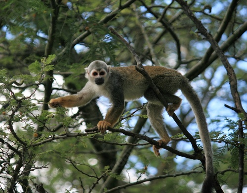 Squirrel Monkey holding branch © Bob Herkes