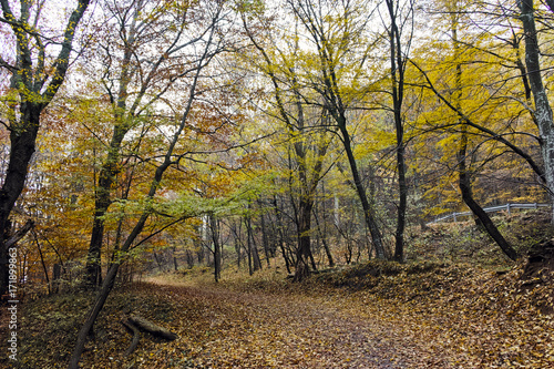 Autumn Landscape with yellow trees, Vitosha Mountain, Sofia City Region, Bulgaria