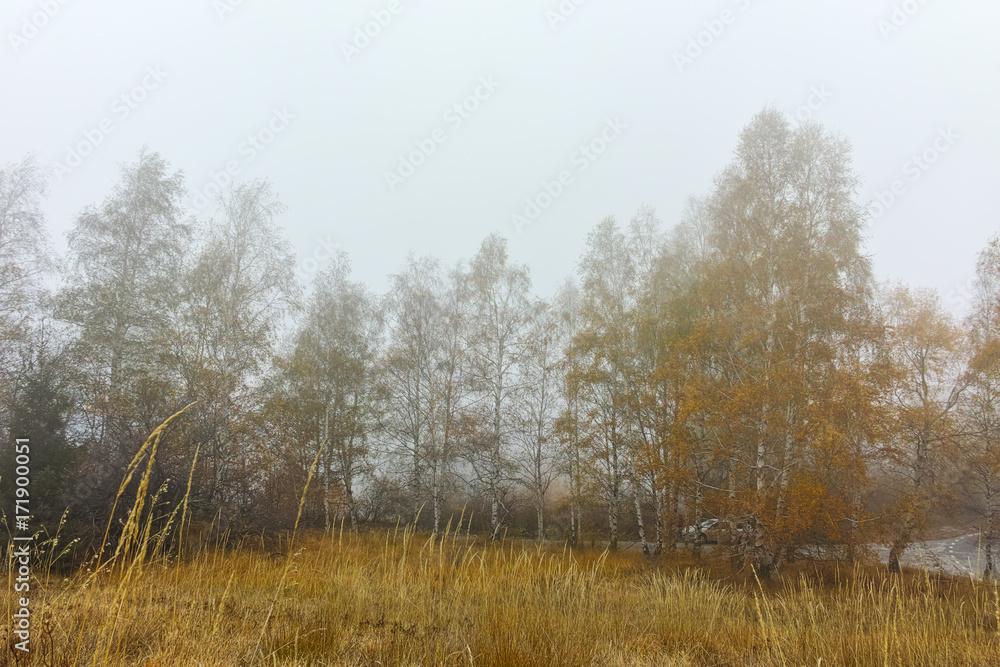 Autumn Landscape with yellow trees, Vitosha Mountain, Sofia City Region, Bulgaria Autumn Landscape with yellow trees, Vitosha Mountain, Sofia City Region, Bulgaria