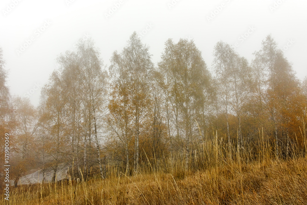 Autumn Landscape with yellow trees, Vitosha Mountain, Sofia City Region, Bulgaria Autumn Landscape with yellow trees, Vitosha Mountain, Sofia City Region, Bulgaria