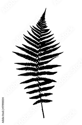 Fern Leaf Vector Background Illustration