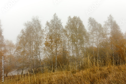 Autumn Landscape with yellow trees, Vitosha Mountain, Sofia City Region, Bulgaria © hdesislava