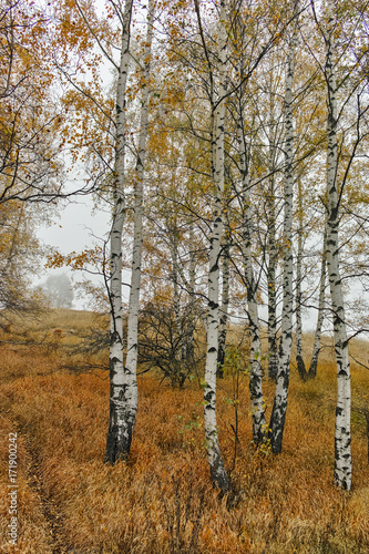 Autumn Landscape with yellow trees, Vitosha Mountain, Sofia City Region, Bulgaria