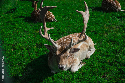 Close Up Deer