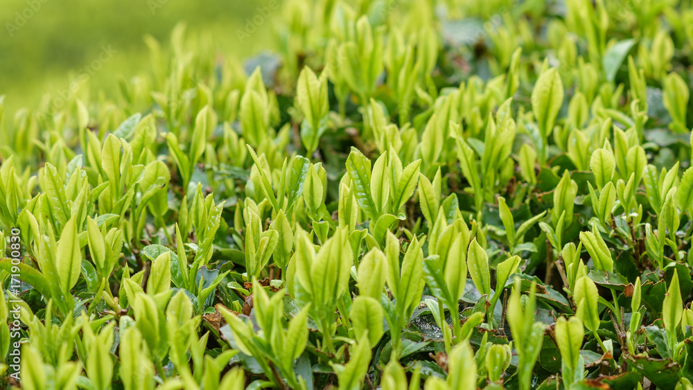Japanese green tea plants close-up Japanese green tea plants close-up
