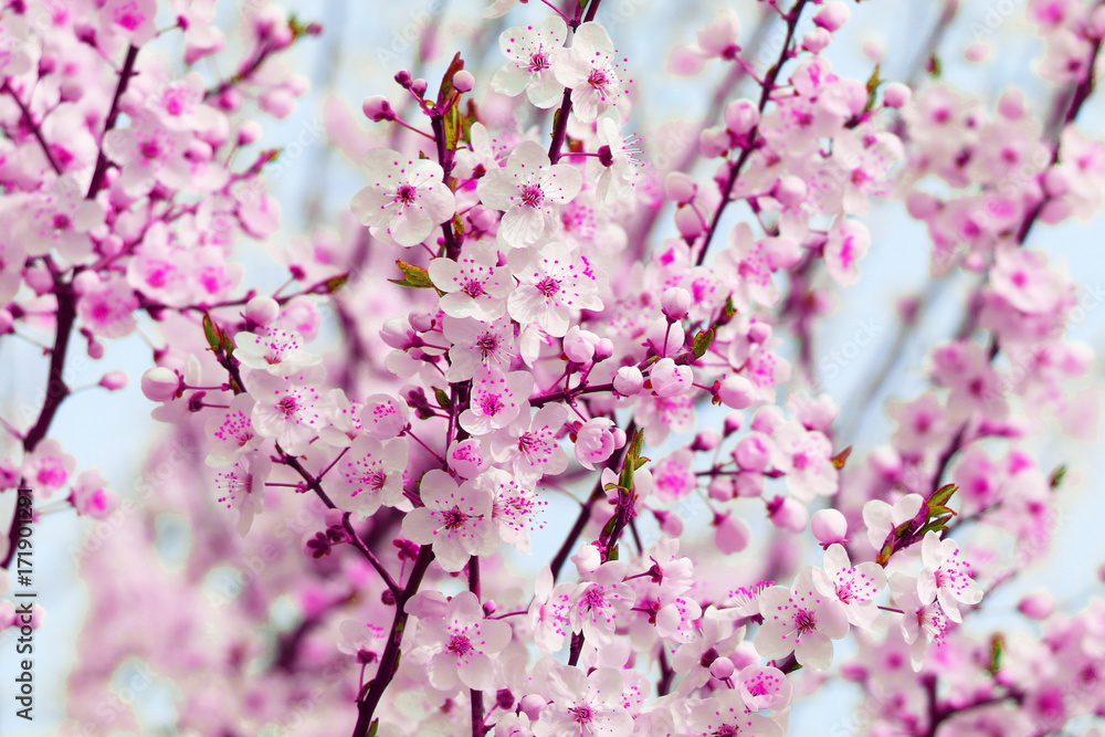 Spring flowers of cherry blossom