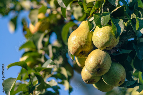 Big pear on the tree in summer sunset light    photo