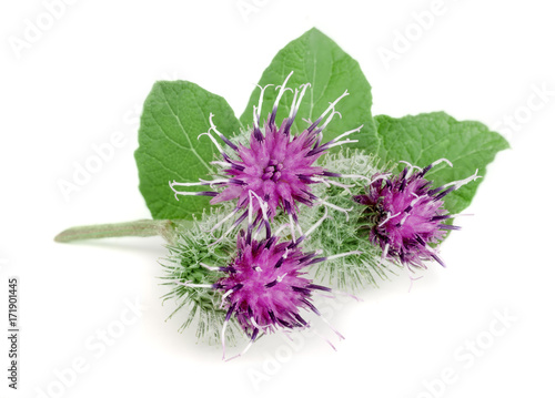 Burdock flower isolated on white background. Medicinal plant  Arctium