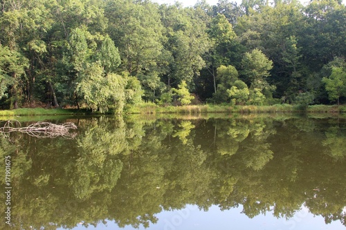 Fototapeta Naklejka Na Ścianę i Meble -  The trees reflect off the pond water in the park.