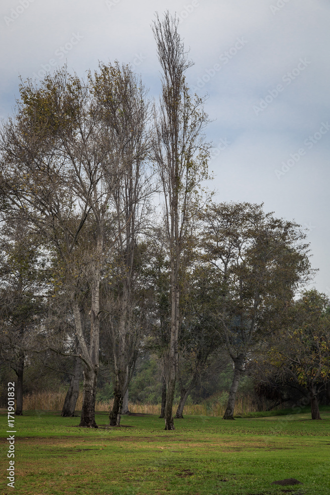 Grassy field and trees on a gloomy grey day Grassy field and trees on a gloomy grey day