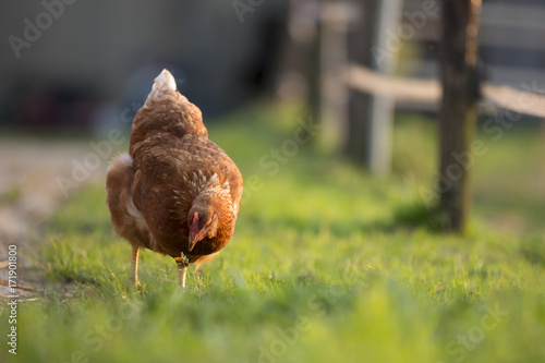 Hen