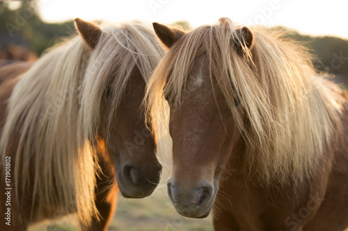 Horses © Marwin