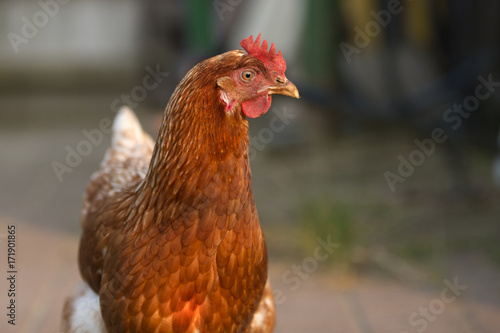 Hen