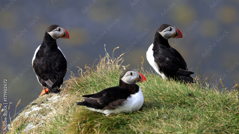 Iceland Iceland