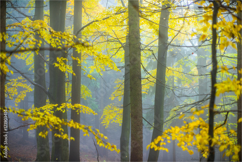 Autumn yellow forest with white fog.