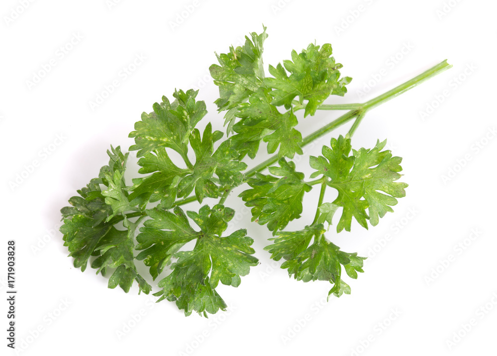 Curly parsley isolated on a white background Curly parsley isolated on a white background