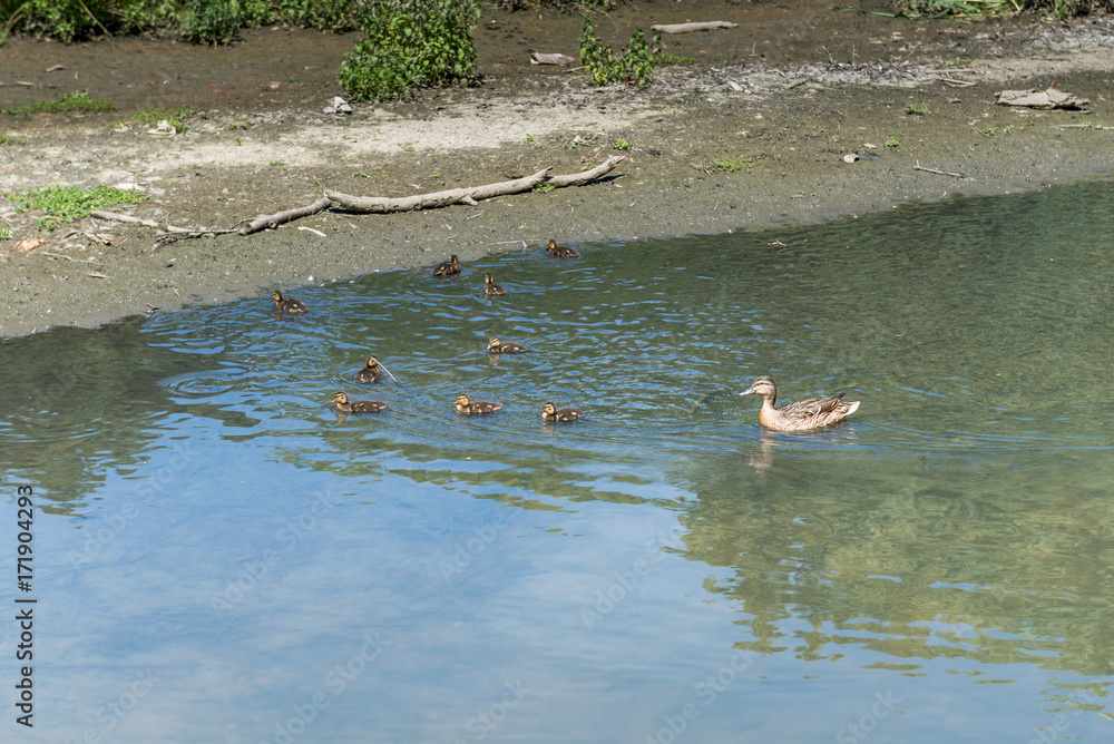 Duck with ducklings is swimming along the pond. France.


