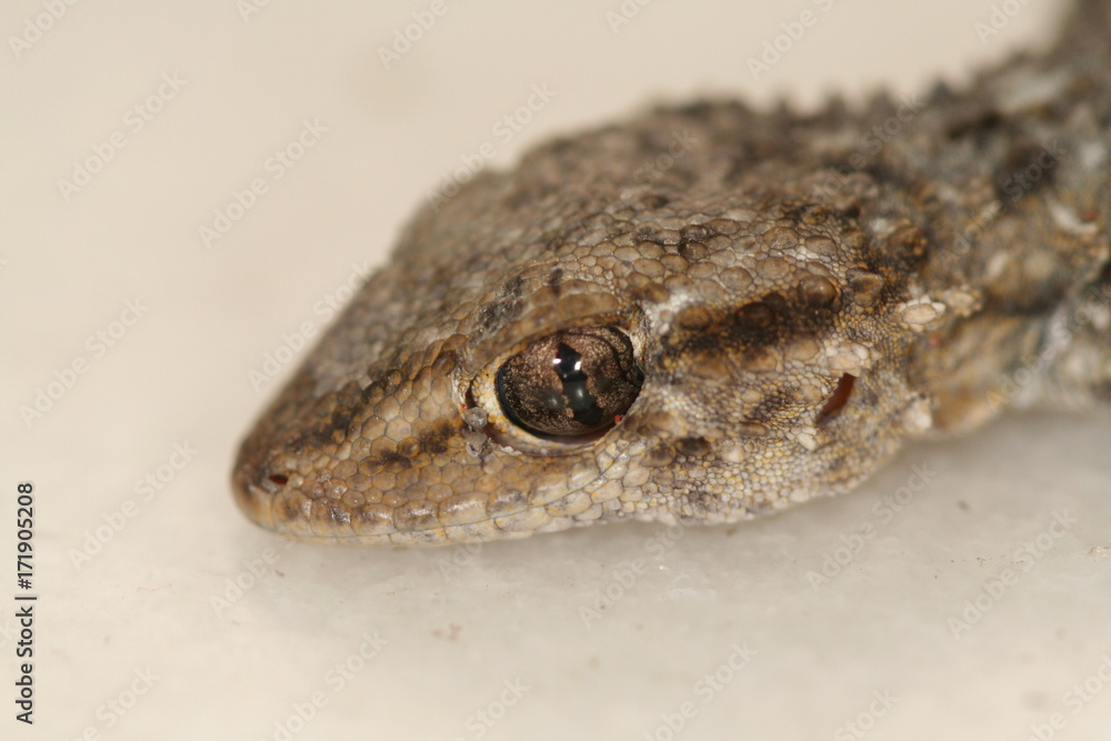 closeup of an head of a gecko closeup of an head of a gecko