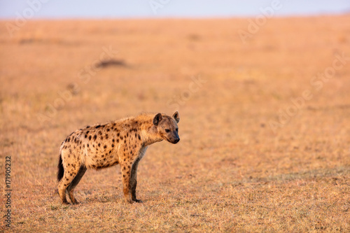 Hyena in Africa
