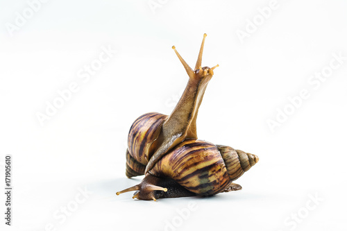 snails on white background  ,Can convey the love of young people or competition