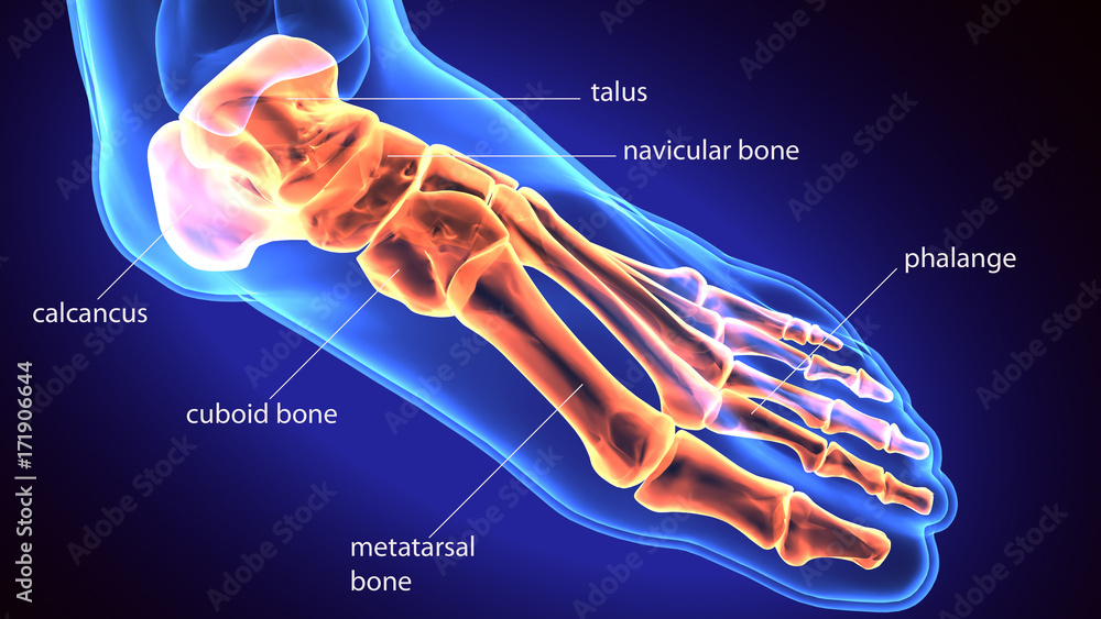 3d rendering medical illustration of the feet bone Stock Illustration