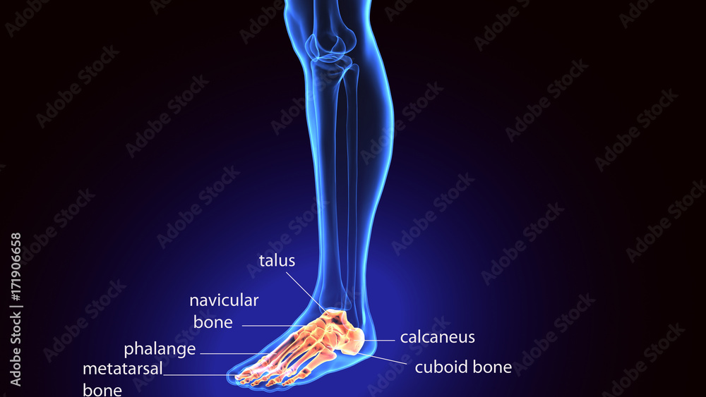 3d rendering medical illustration of the feet bone
3d rendering medical illustration of the feet bone