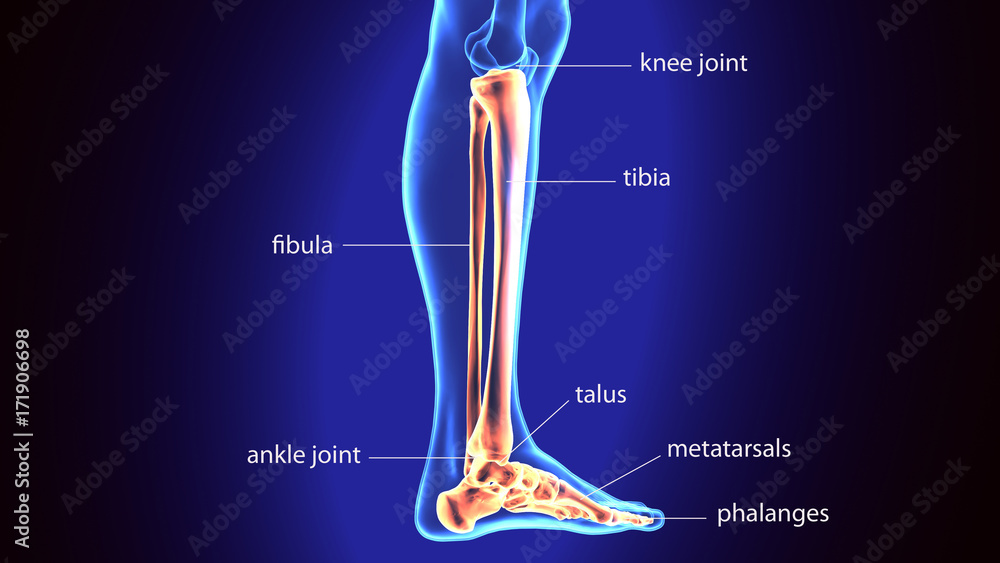 Poster 3D Illustration of Human Skeleton Tibia and Fibula Bones – Wall ...