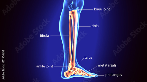 3D Illustration of Human Skeleton Tibia and Fibula Bones
