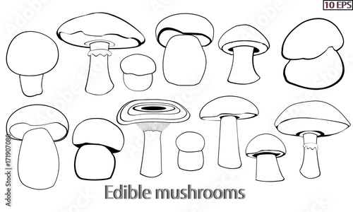 Mushrooms. Black icon. Set mushrooms. Edible fungus. Illustration to culinary sites or cook book. Recipe mushrooms, vegetarian menu, kitchen interior design. Vector illustration.