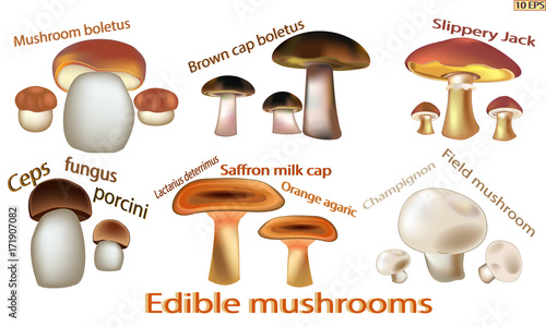 Mushrooms icon. Set edible mushrooms. Edible fungus. Vector illustration to culinary sites or cookbook, vegetarian menu, kitchen interior design.