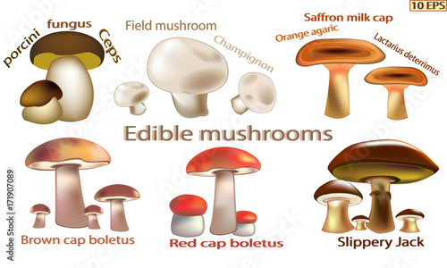 Mushrooms icon. Set edible mushrooms. Edible fungus. Vector illustration to culinary sites or cookbook, vegetarian menu, kitchen interior design.