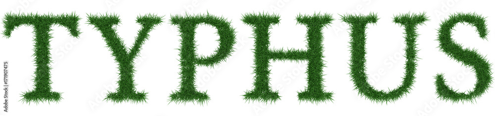 Typhus - 3D rendering fresh Grass letters isolated on whhite background. Typhus - 3D rendering fresh Grass letters isolated on whhite background.