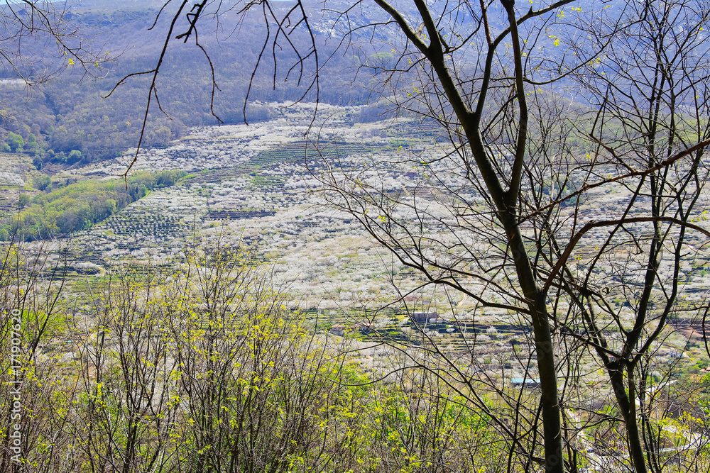 Cherry blossom at Jerte Valley, Cerezos en flor Valle del Jerte. Cherry blossom flowers are in bloom. Cherry blossom at Jerte Valley, Cerezos en flor Valle del Jerte. Cherry blossom flowers are in bloom.
