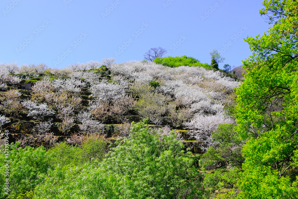 Cherry blossom at Jerte Valley, Cerezos en flor Valle del Jerte. Cherry blossom flowers are in bloom. Cherry blossom at Jerte Valley, Cerezos en flor Valle del Jerte. Cherry blossom flowers are in bloom.