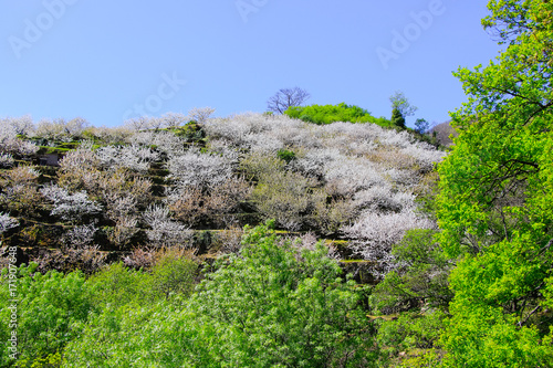 Cherry blossom at Jerte Valley, Cerezos en flor Valle del Jerte. Cherry blossom flowers are in bloom.