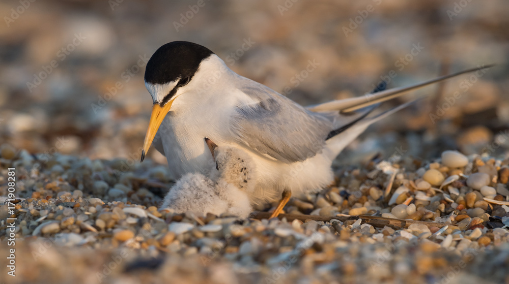Fototapeta premium Least Tern