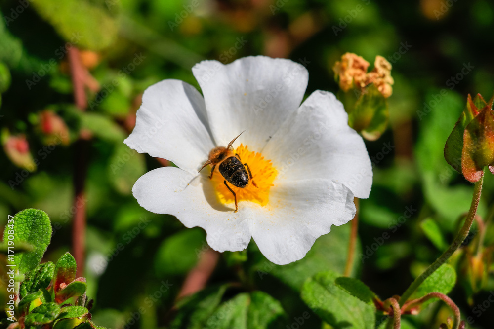 Honey Bee in White rockrose flower in Mediterranean spring, Cistus salviifolius, common names sage-leaved rock-rose, salvia cistus or Gallipoli rose, perennial ligneous plant of the family Cistaceae. Honey Bee in White rockrose flower in Mediterranean spring, Cistus salviifolius, common names sage-leaved rock-rose, salvia cistus or Gallipoli rose, perennial ligneous plant of the family Cistaceae.