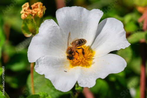 Honey Bee in White rockrose flower in Mediterranean spring, Cistus salviifolius, common names sage-leaved rock-rose, salvia cistus or Gallipoli rose, perennial ligneous plant of the family Cistaceae.