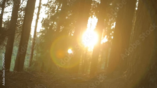 mysterious forest in the sun