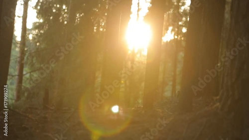 sun reflects in the morning pine forest photo