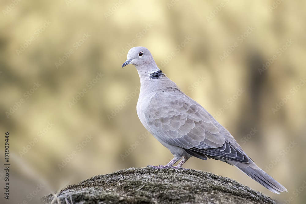 Fototapeta premium Streptopelia decaocto